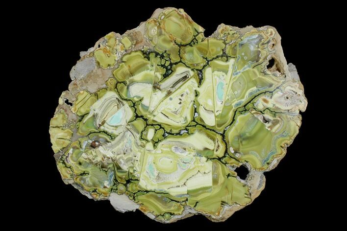 Polished Slab Of Clay Canyon Variscite - Old Collection Stock #167961